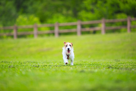 Jack Russell Terrier playing outdoorsの写真素材
