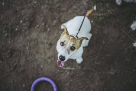 Jack Russell Terrier playing outdoorsの写真素材
