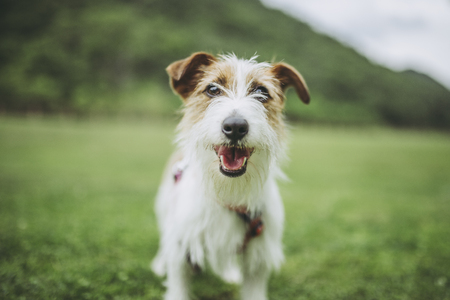 Jack Russell Terrier playing outdoorsの写真素材