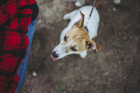 Jack Russell Terrier playing outdoors