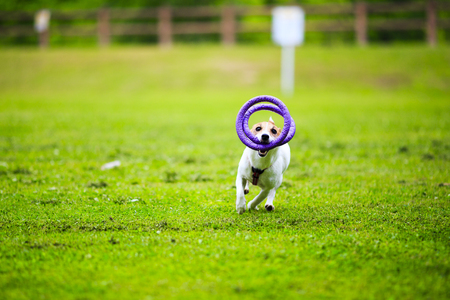 Jack Russell Terrier playing outdoorsの写真素材