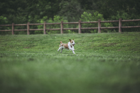 Jack Russell Terrier playing outdoorsの写真素材