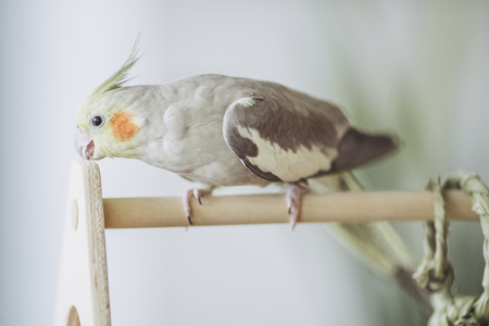 Cockatiel of indoor breedingの写真素材