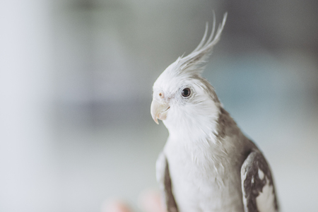 Cockatiel of indoor breedingの写真素材