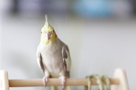 Cockatiel of indoor breedingの写真素材