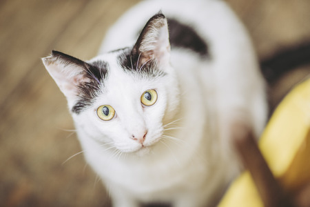 Cat and wood flooringの写真素材