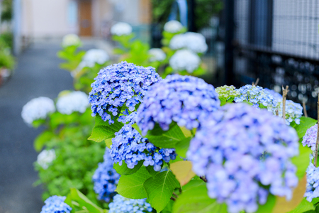 Japanese flower hydrangeaの写真素材