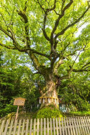 Nagoya,Japan - July 31,2018 - Atsuta Shrine in Nagoya,Aichi,Japan.Atsuta Shrine is one of Shinto's most important shrines.のeditorial素材