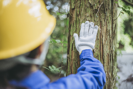 Asian women working with forestryの写真素材