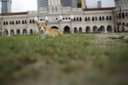 Kuala Lumpur,Malaysia - May 13,2018 - Merdeka Square is a square located in Kuala Lumpur, Malaysia. It is situated in front of the Sultan Abdul Samad Building.のeditorial素材