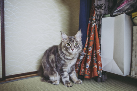 Room and catの写真素材