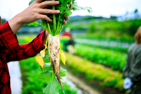 Farmers holding a radish