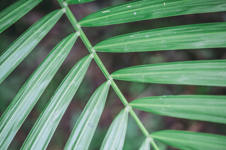 Tropical plant material