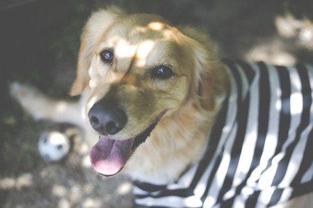 Golden retriever playing outdoorsの写真素材