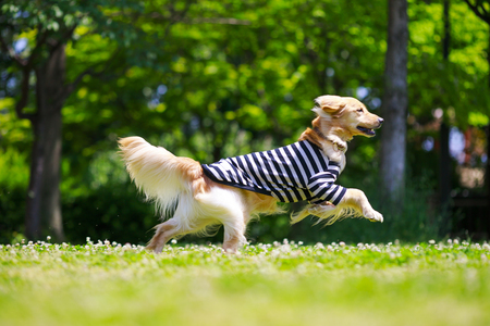Golden retriever playing outdoorsの写真素材