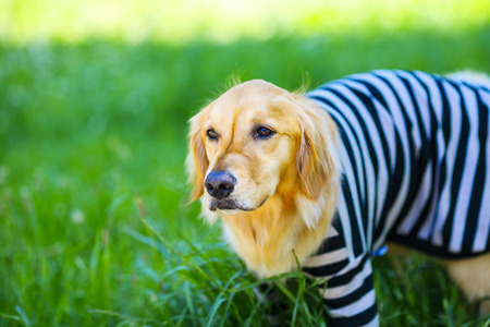 Golden retriever playing outdoorsの写真素材