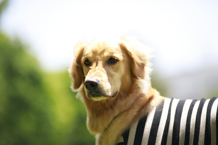 Golden retriever playing outdoorsの写真素材