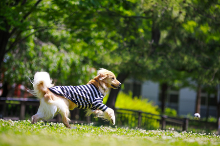 Golden retriever playing outdoorsの写真素材