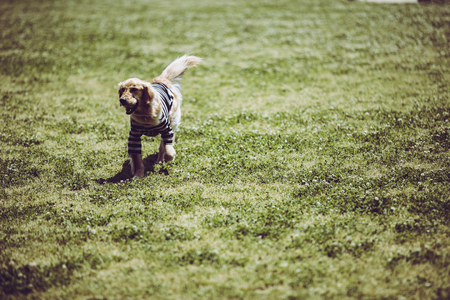 Golden retriever playing outdoorsの写真素材
