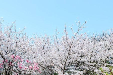 Japanese cherry tree