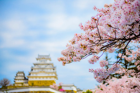 Hyogo,Japan - April 1, 2018: Himeji Castle and Cherry Blossoms in Hyogo, Japan. The castle is one of Japan's most famous landmarks.のeditorial素材