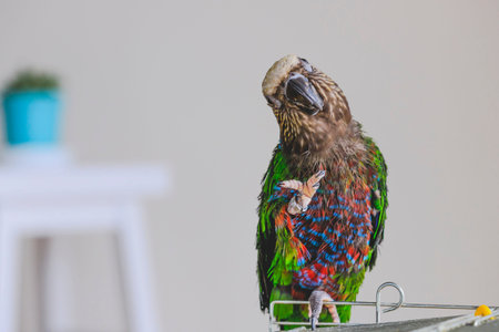 Red-fan Parrot