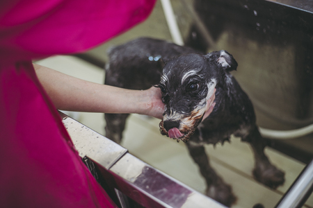 Wash with a dogの写真素材