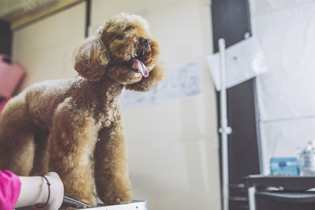 Dogs and trimmersの写真素材