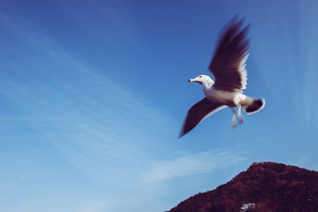 Birds flying with the seaの写真素材
