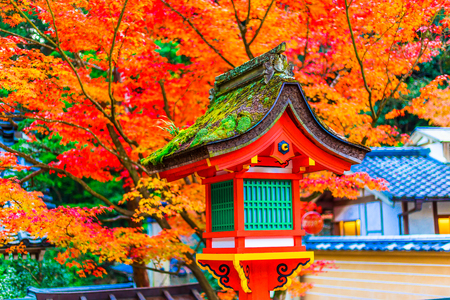 Red and autumn leavesの写真素材