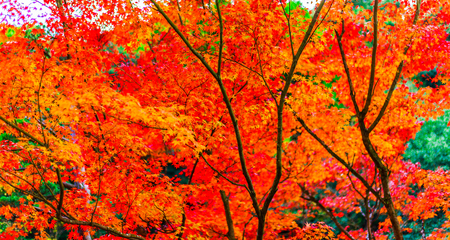 Red and autumn leavesの写真素材