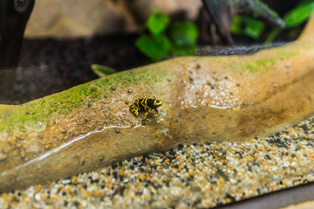 Yellow and frogの写真素材