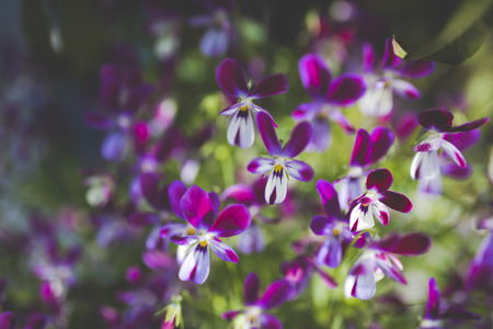 Purple and small flowers and plantsの写真素材