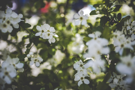 White flowers and leavesの写真素材