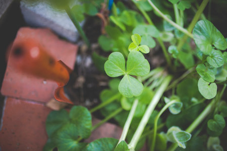 Green and plants