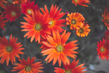 Orange and flowers