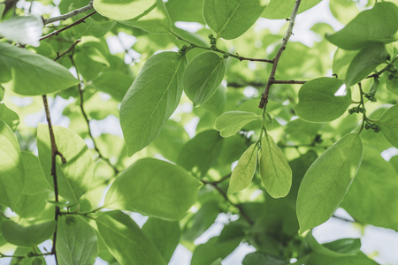 Plants and greenの写真素材
