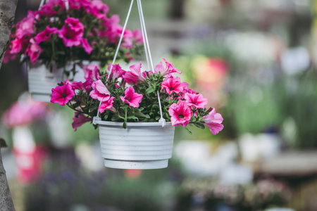 Pink flowers and bowlsの写真素材