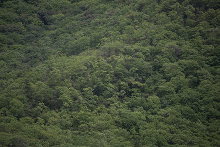 Green and texture