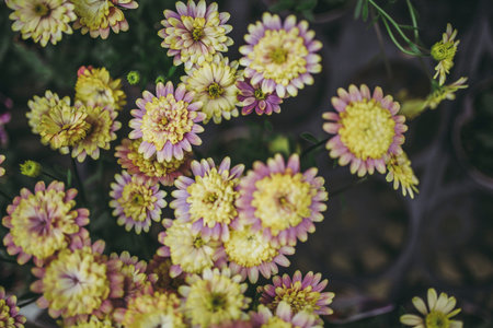 Yellow and flowers