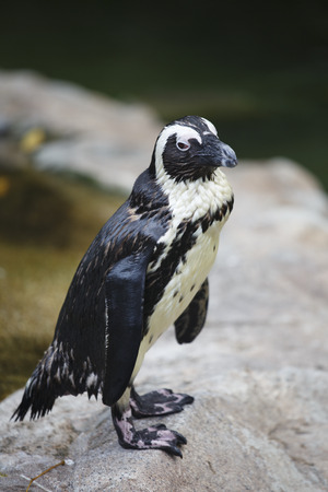 Penguins and animalsの写真素材