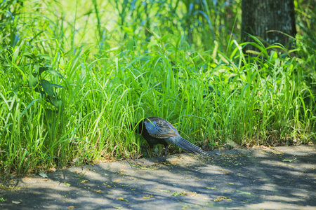 Pheasant and creaturesの写真素材