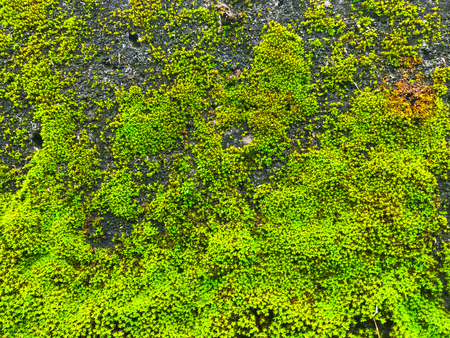 Moss and textureの写真素材