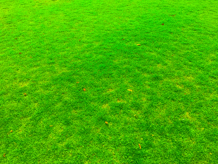 Lawn and textureの写真素材