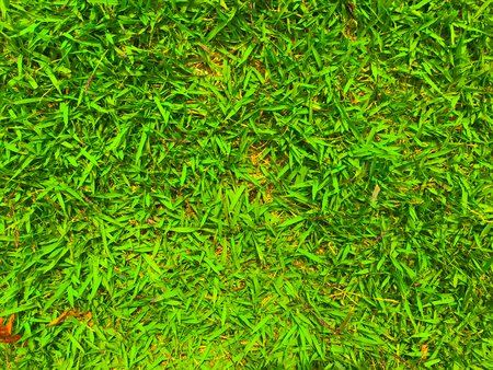 Lawn and textureの写真素材