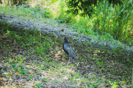 Pheasant and creaturesの写真素材