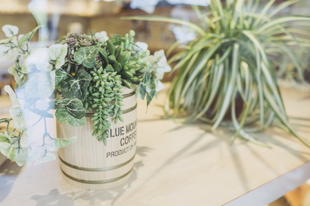 Table and ornamental plantsの写真素材