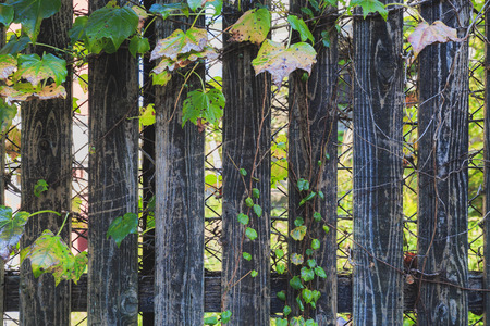 Retro tree board and plantsの写真素材