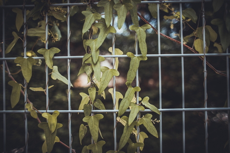 Dark and plantsの写真素材