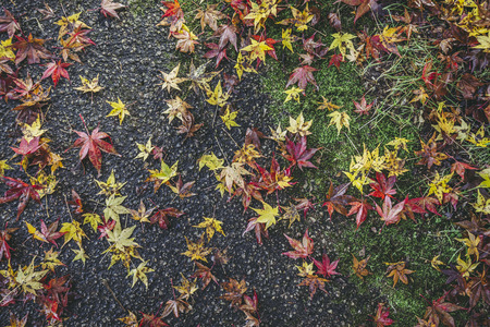 Japanese fallen leavesの写真素材